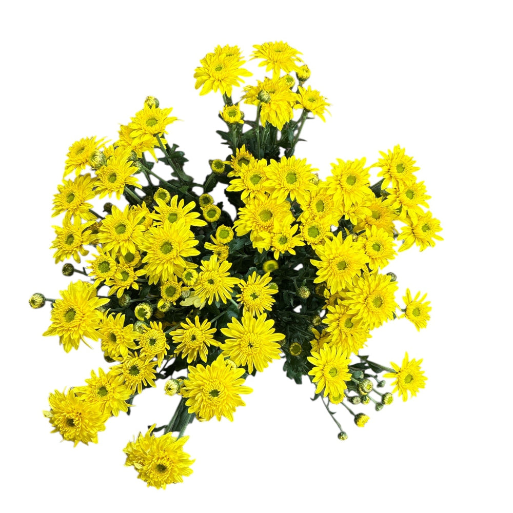 Close-up of Chrysanthemum Beppie Yellow blooms grown in Norfolk, showcasing sustainable British-grown flowers.