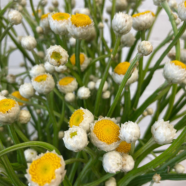 A detailed close-up of fresh multi-headed Ammobium alatum flowers showing crisp white papery petals and bright yellow centres.