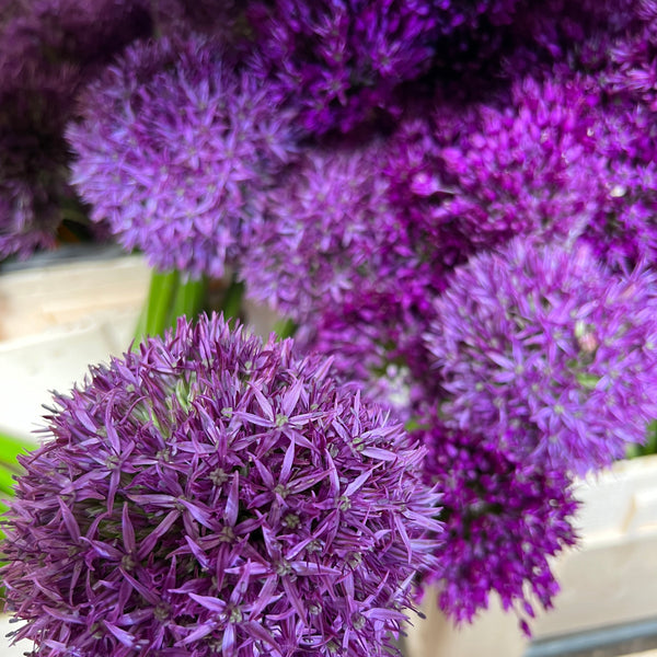 A close-up of purple allium flowers with a blurred background.