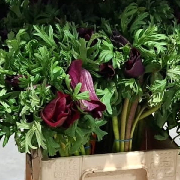 British grown burgundy anemone stems, UK grown in Norfolk, wholesale bundle of 10