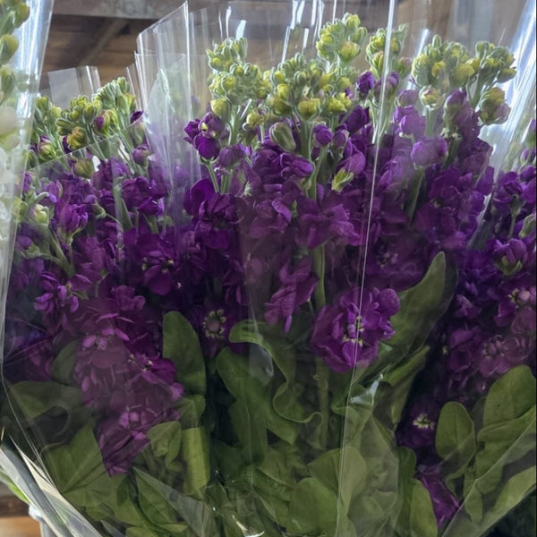 close up of the Scented Stocks: Deep Purple 
