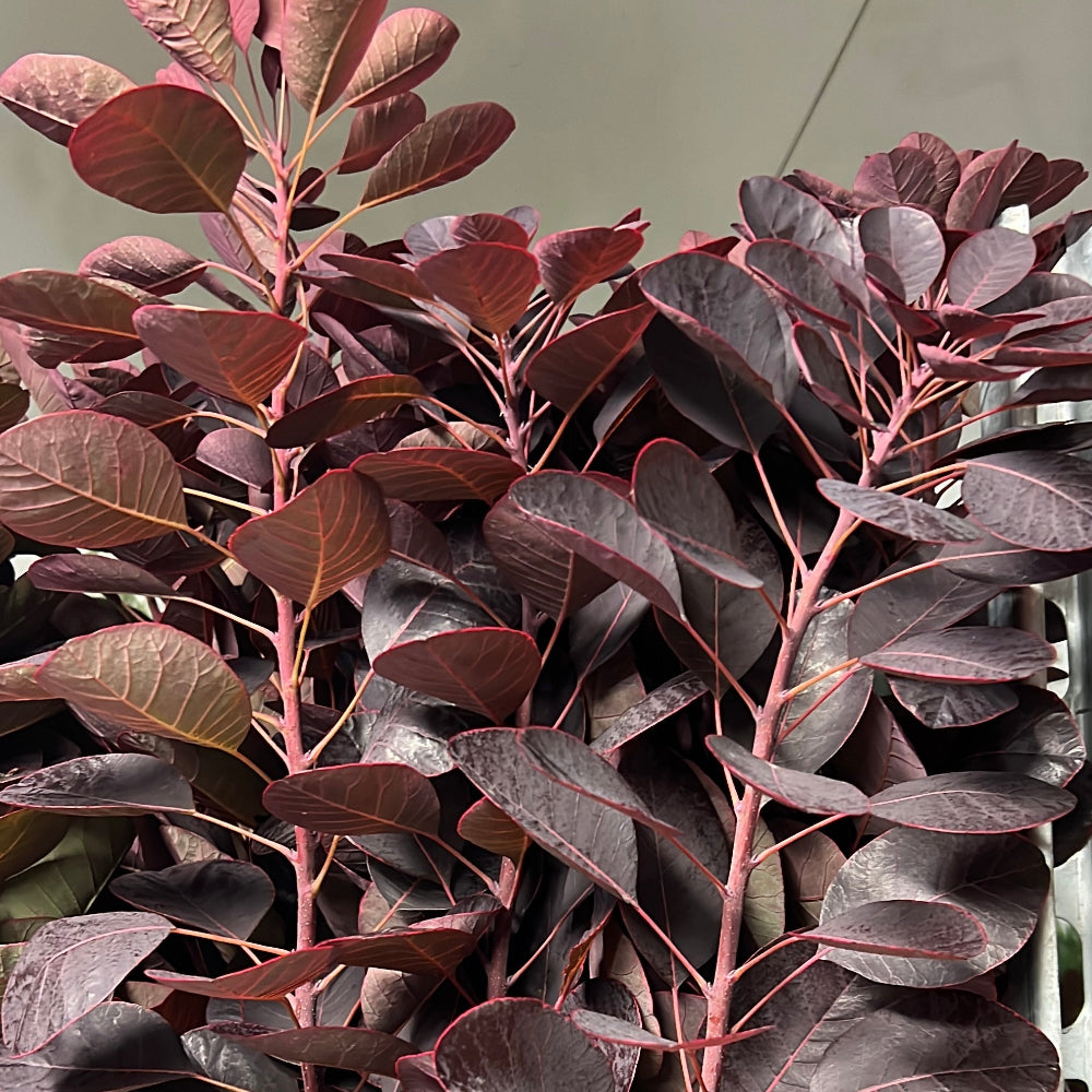 red foliage british cotinus online