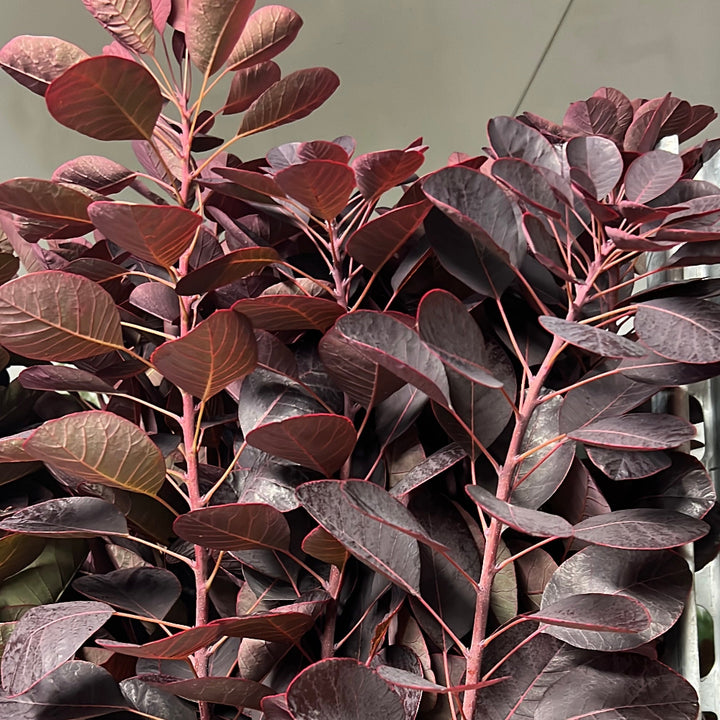red foliage british cotinus online