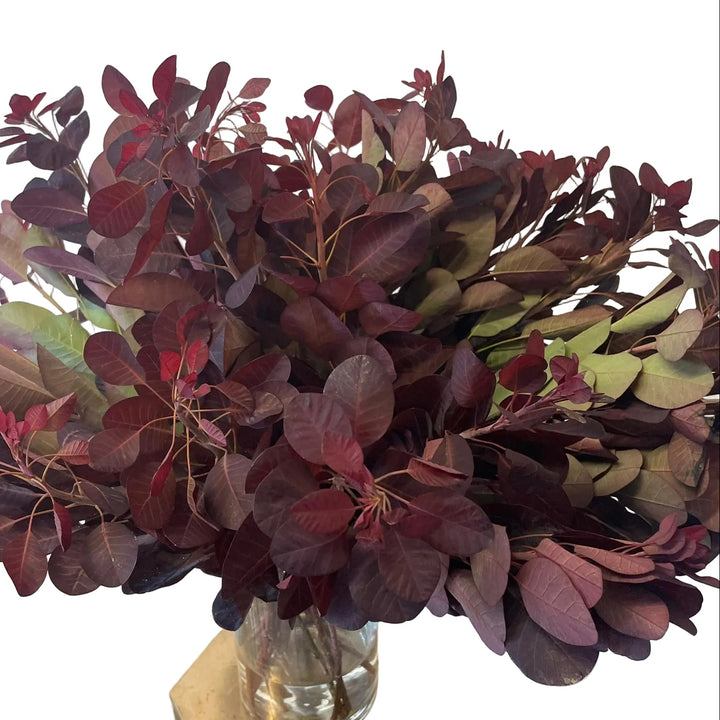 Long, sturdy 60cm stems of dark purple Cotinus foliage laid flat, showcasing the clean stem profile and alternate leaf structure.