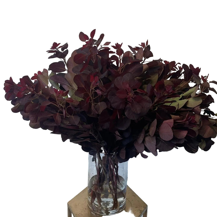 A premium wholesale bunch of 10 Cotinus &