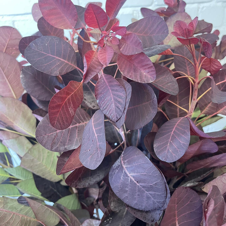 A detailed close-up shot focusing on the smooth texture and deep purple-maroon color of Cotinus &