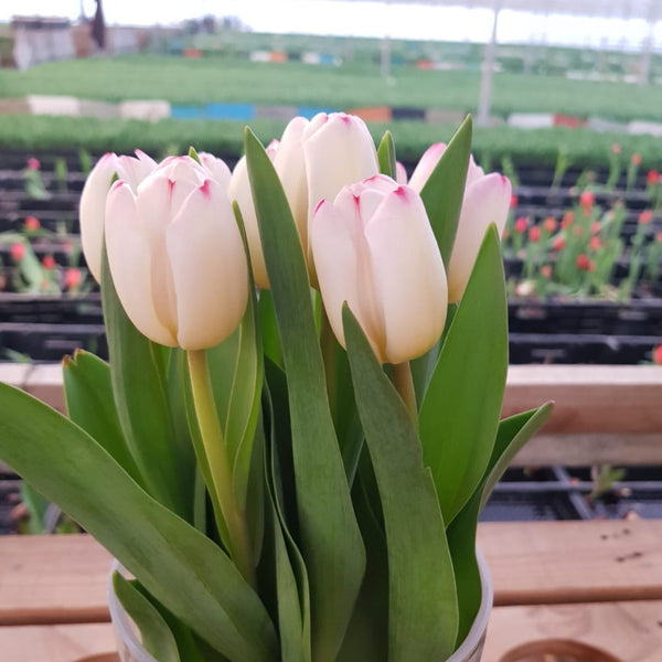 wholesale tulips UK norfolk online