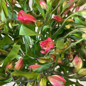 Alstroemeria Cornish Stem Grade 10 Stems - Dark Pink