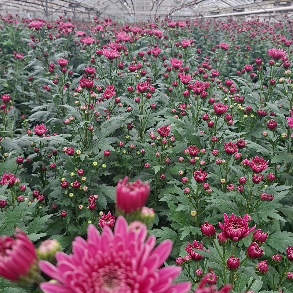 Chrysanthemum Tigris grown sustainably in Norfolk – vibrant British-grown autumn flowers with strong stems and rich colour tones.