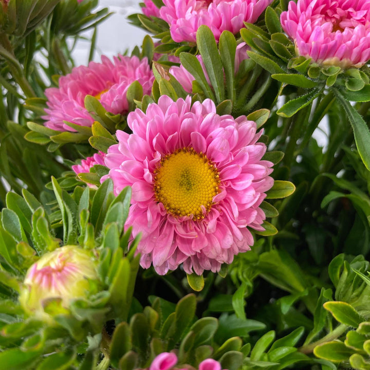 pink summer aster UK grown