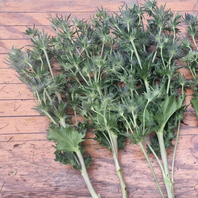 Eryngium - Blue Lagoon - MONSTER 200g x 10 stems