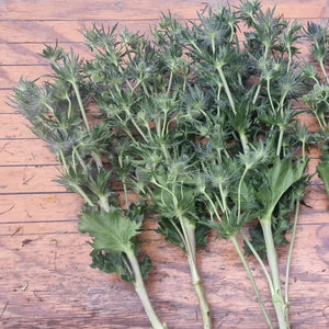 Eryngium - Blue Lagoon - MONSTER 200g x 10 stems