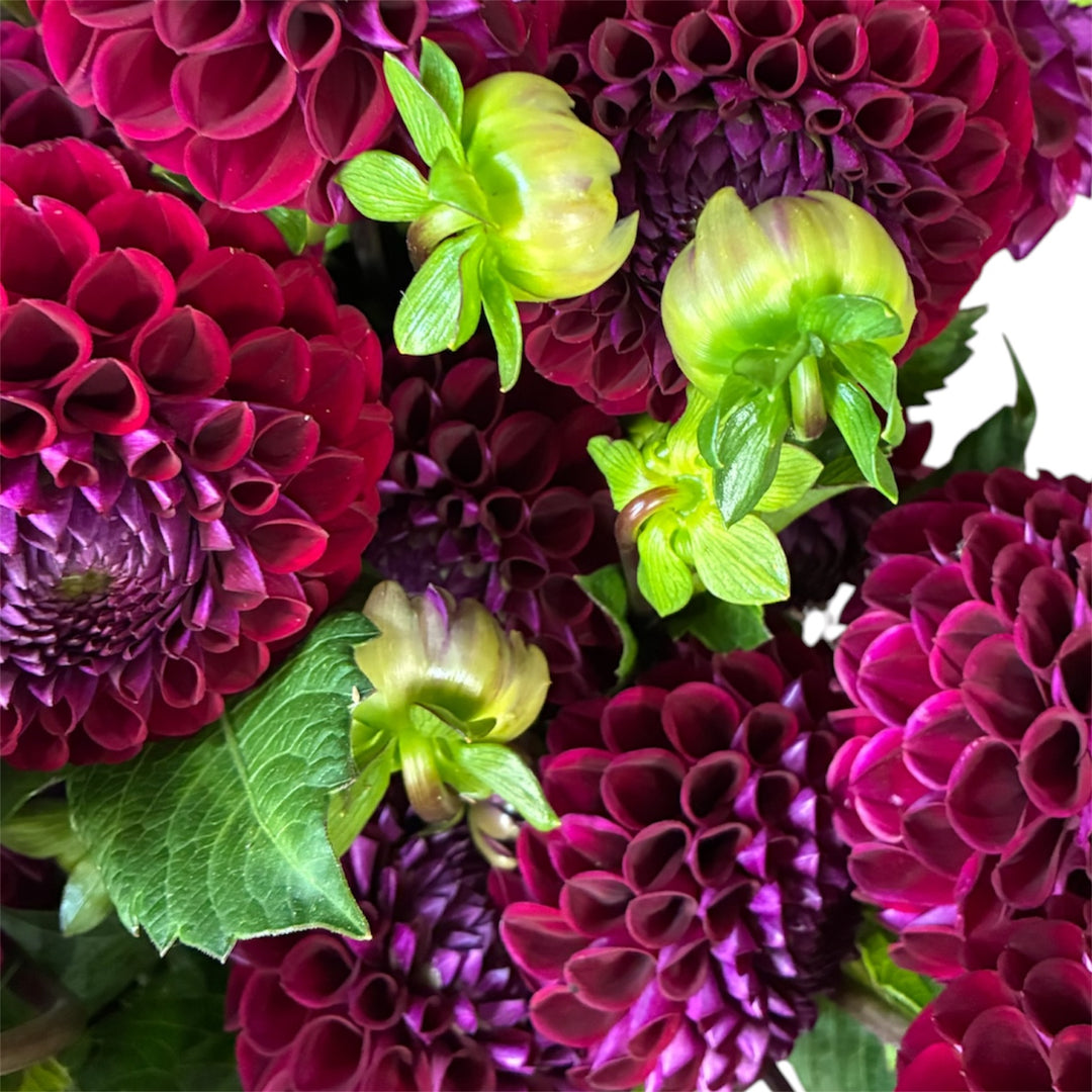 Close-up shot of a rich berry-coloured Ivanetti ball dahlia showing detailed velvety burgundy petals