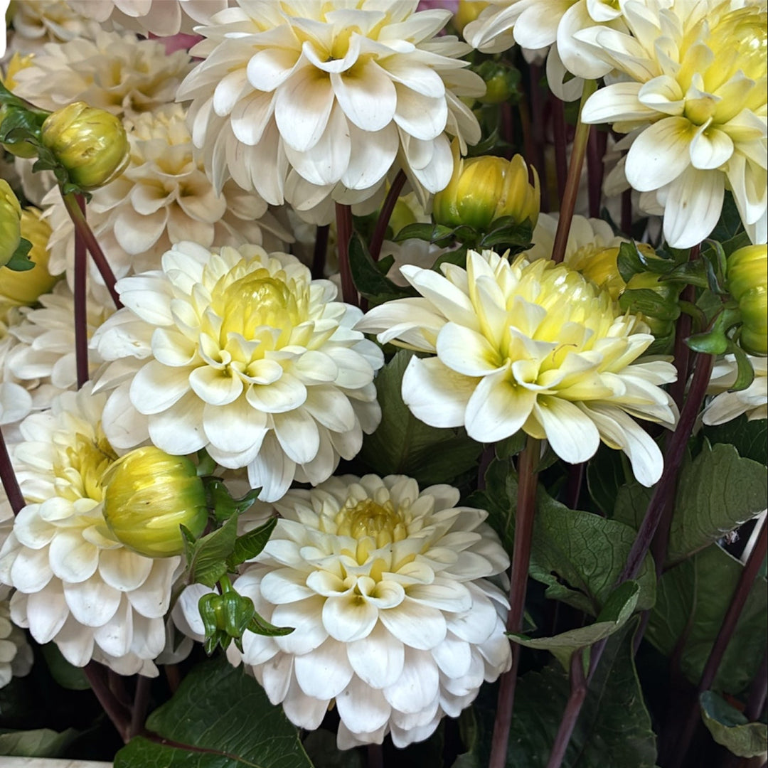 Close-up of a fully opened British grown white and cream Caro dahlia showing delicate petal structure and central tones.