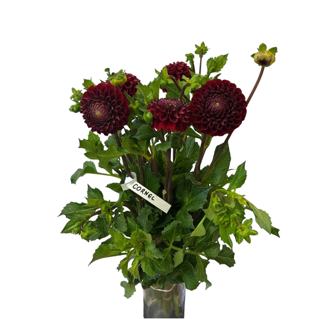 A 10-stem bunch of British-grown Dahlia Cornel showing deep velvety red ball blooms.