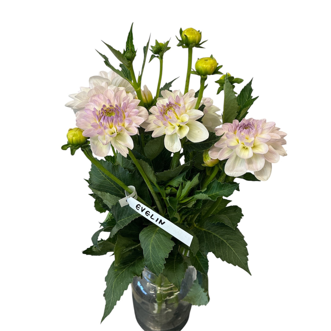 A 10-stem bunch of British-grown Dahlia Eveline blooms displaying white petals edged with soft lilac-purple.