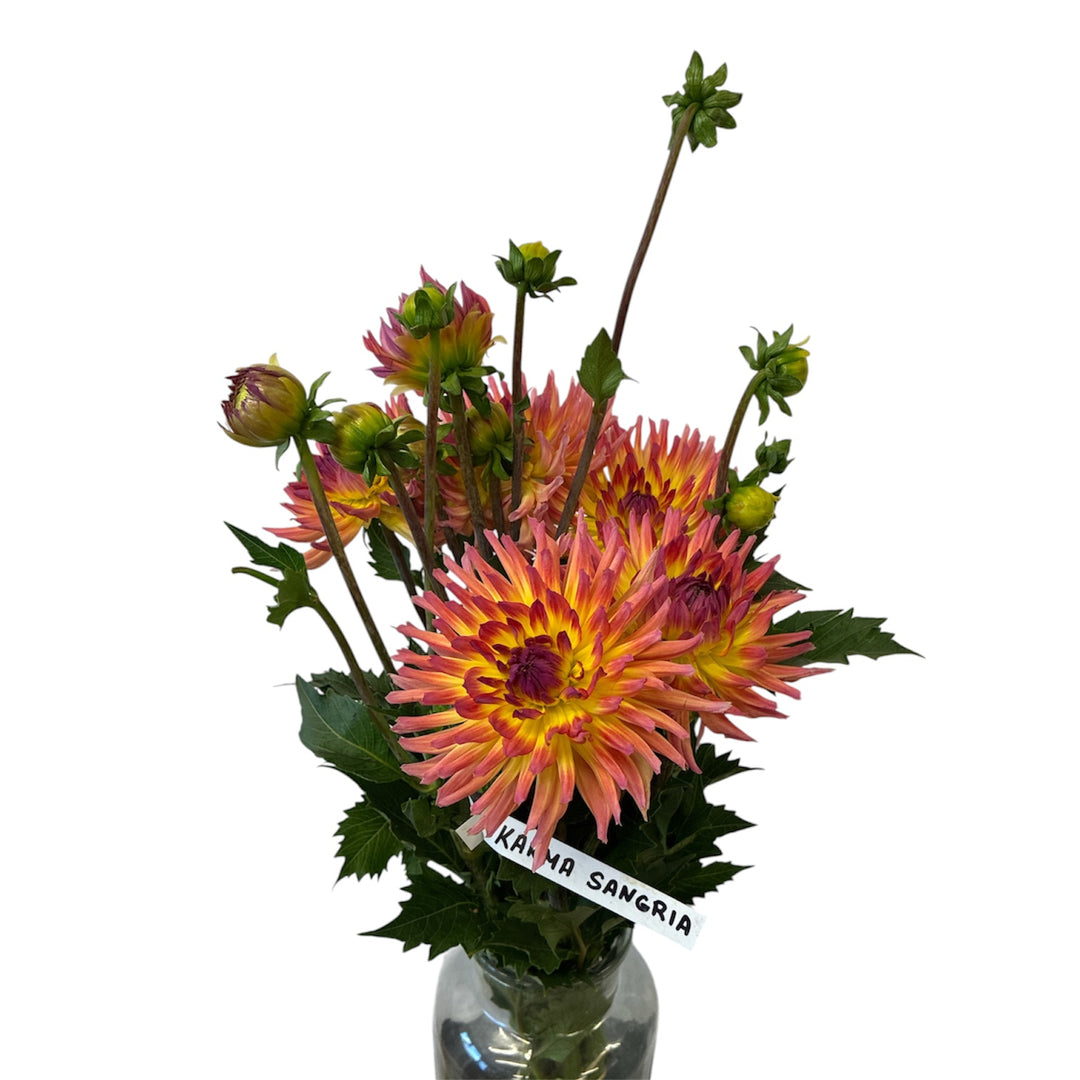 A bunch of 10 British-grown Dahlia Karma Sangria stems showing hot pink and golden yellow semi-cactus blooms.