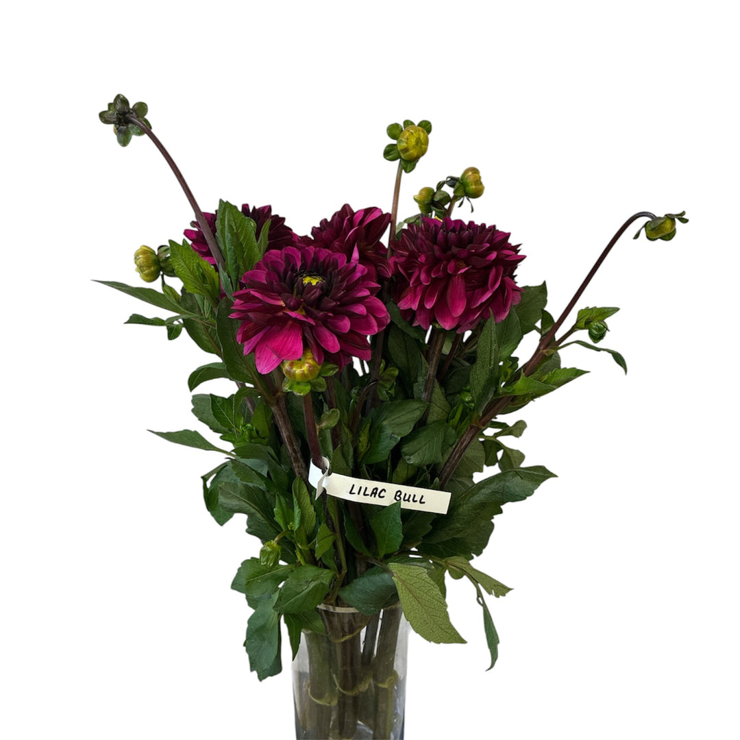 A 10-stem bunch of British-grown Dahlia Lilac Bull showing deep plum and magenta decorative blooms.