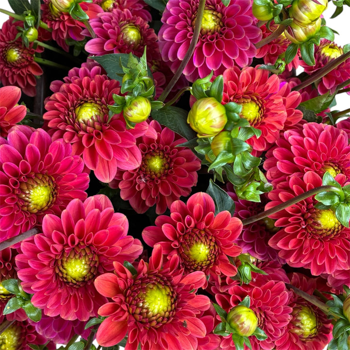 Close-up of a single UK-grown Mystery Fox Dahlia flower head, showcasing its perfectly formed miniature ball shape and sunset layers of cerise and coral petals.