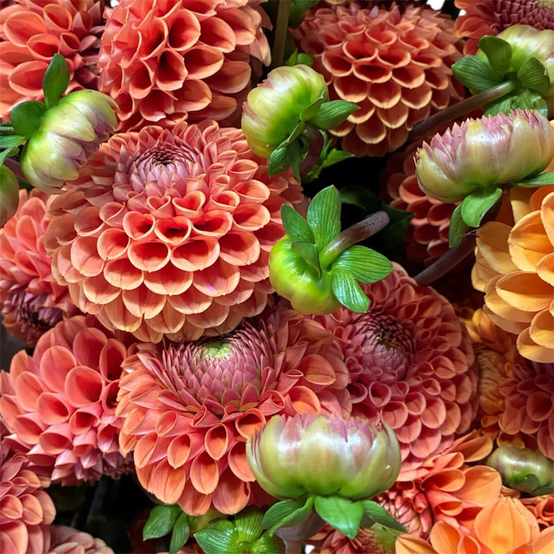 Close-up view of a bright orange Sylvia ball dahlia flower head displaying intricate geometric petal structure.
