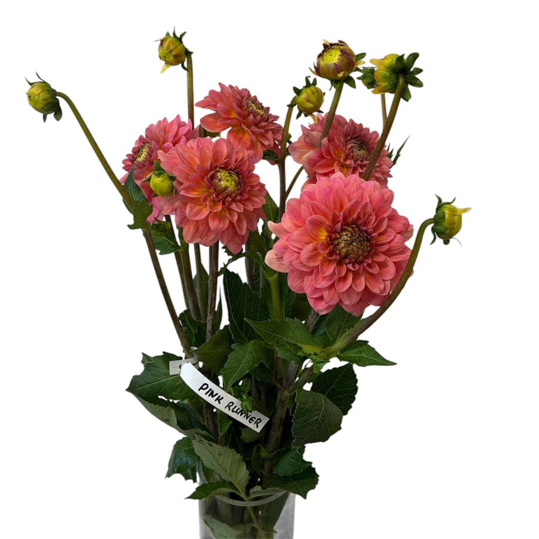 A 10-stem bunch of British-grown Dahlia Pink Runner showing warm coral-pink decorative blooms.