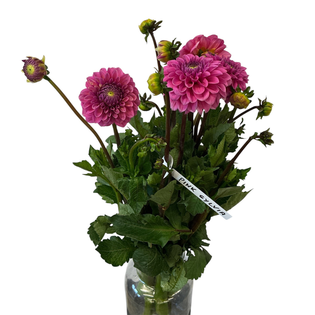 A 10-stem bunch of British-grown Pink Sylvia dahlias showing neat bubblegum-pink ball blooms.