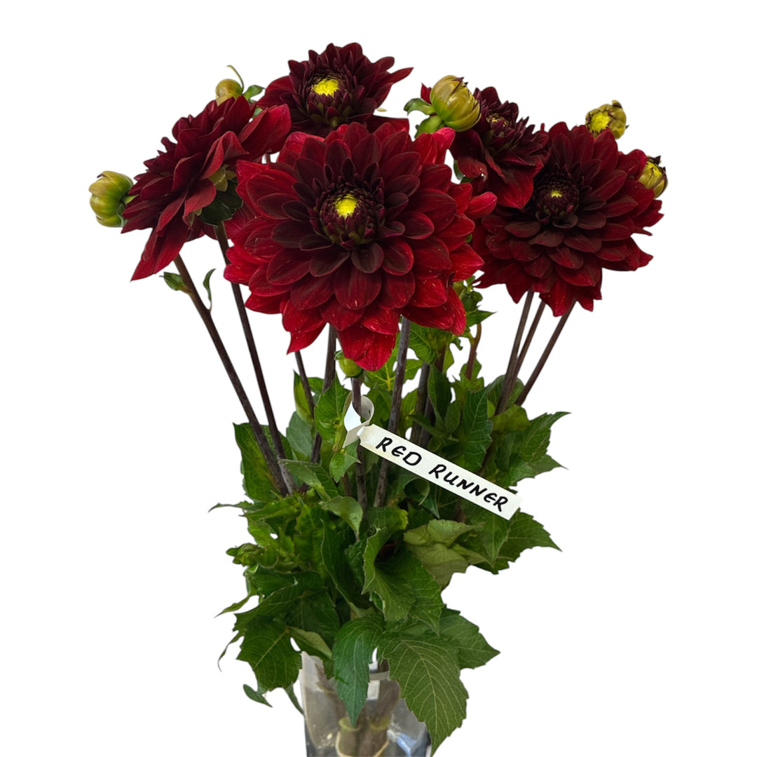 A 10-stem bunch of British-grown Dahlia Red Runner showing deep burgundy-red decorative blooms.