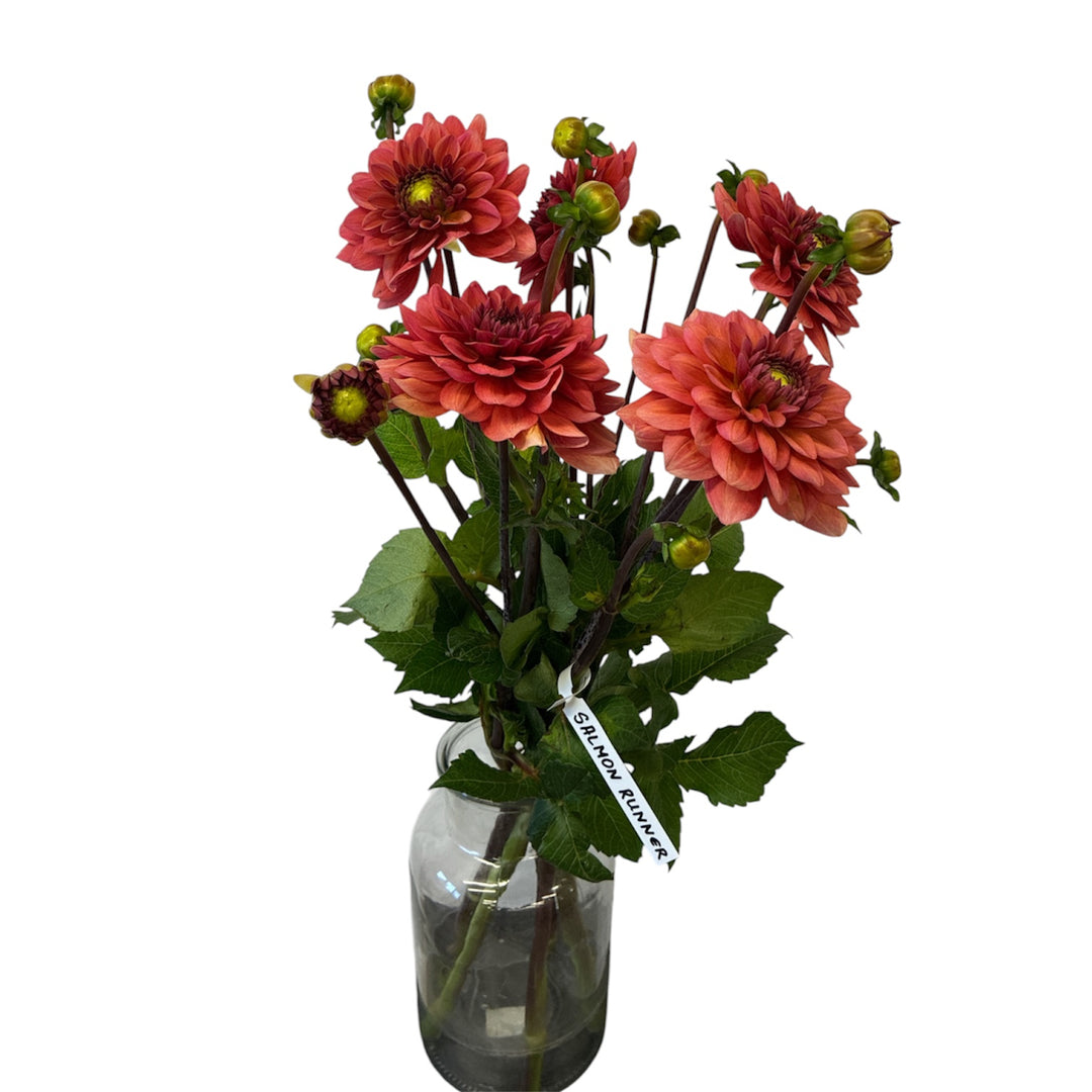 A bunch of 10 British-grown Dahlia Salmon Runner stems featuring vibrant coral and salmon-pink blooms.