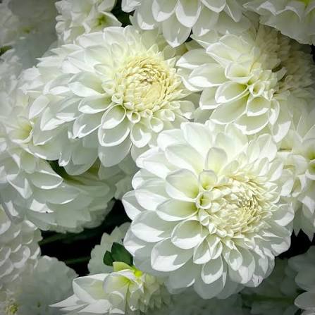 Close-up shot of a white Boom Boom dahlia head displaying spherical petal structure