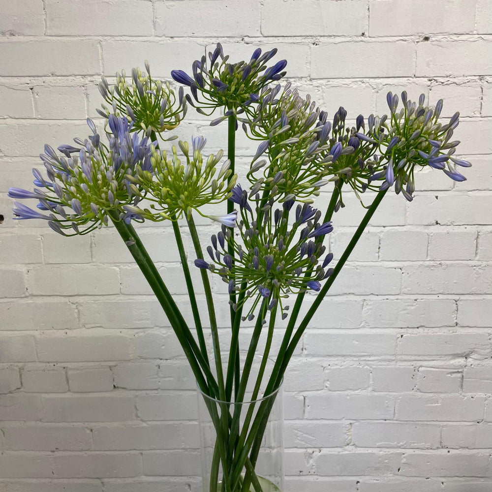 cambridgeshire african lily blue lilac