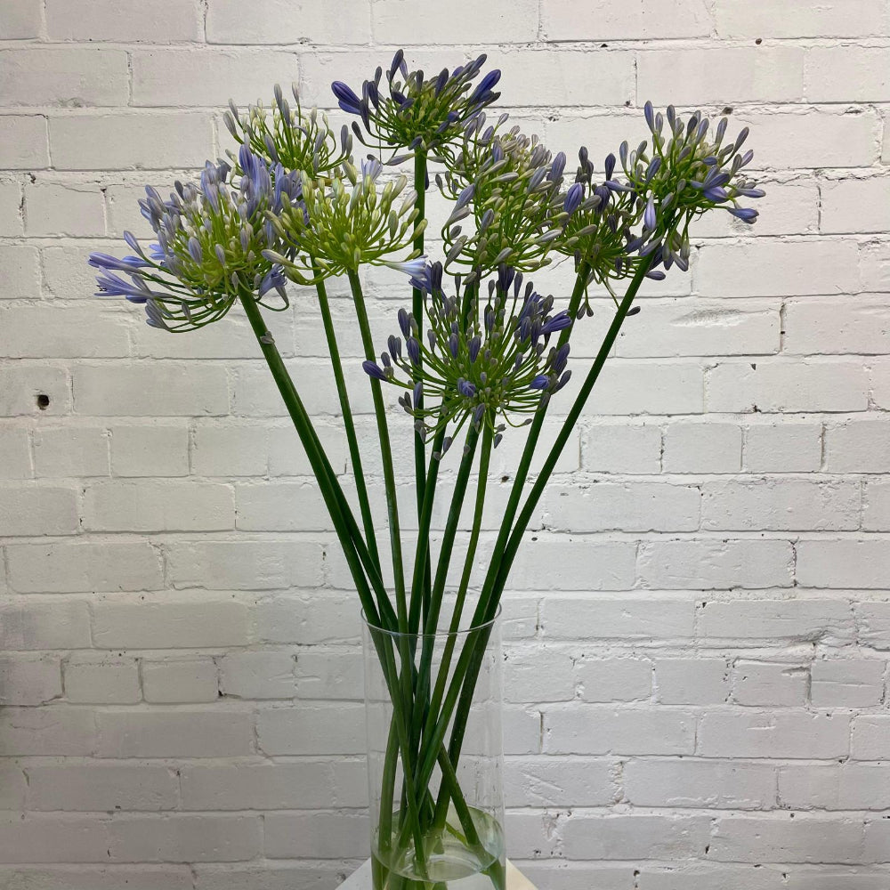 UK grown blue agapanthus