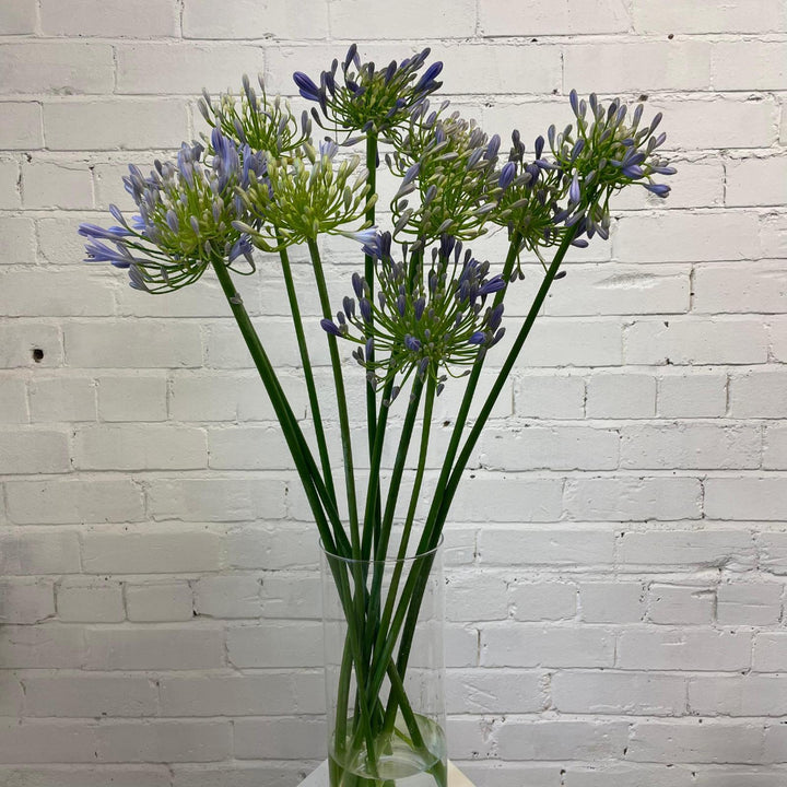 UK grown blue agapanthus