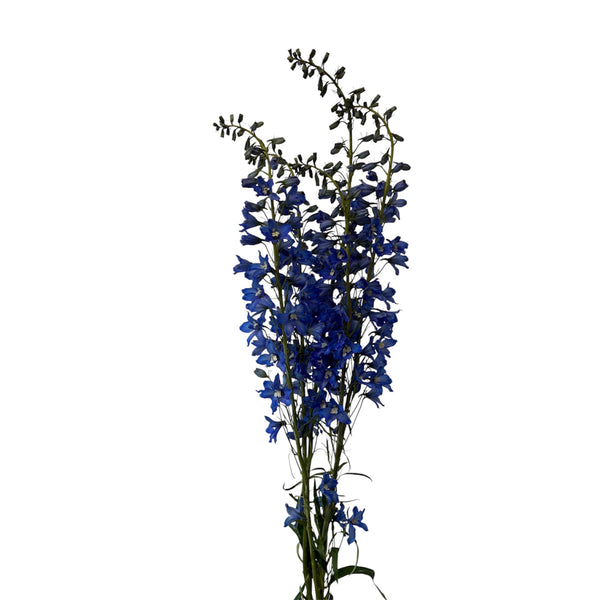 A bunch of five vibrant blue Delphinium stems grown outdoors in Lincolnshire, showing the detailed columns of true blue blossoms and tall stem structure.