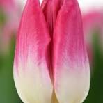 Tulip - Delta Chic - Bundle of 50 stems