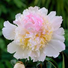 Peony - Top Brass 50cm - 10 stems