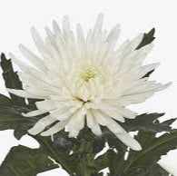IMPORT-Chrysanthemum - Bloom - Topspin - white - 10 Stems