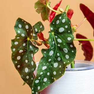 PLANT - British grown Tropical Foliage Indoor in 15cm Pot