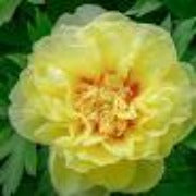 online florist wholesale peony 
