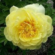 Peony - YELLOW Bartzella 50cm - 10 stems