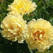 Peony - YELLOW Bartzella 50cm - 10 stems (£1.35stem)