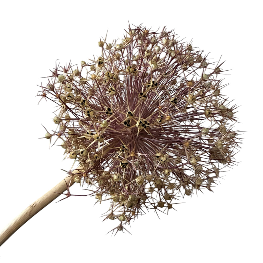 Detailed close-up showing the intricate natural starburst pattern of a 20cm dried Allium Schubertii head
