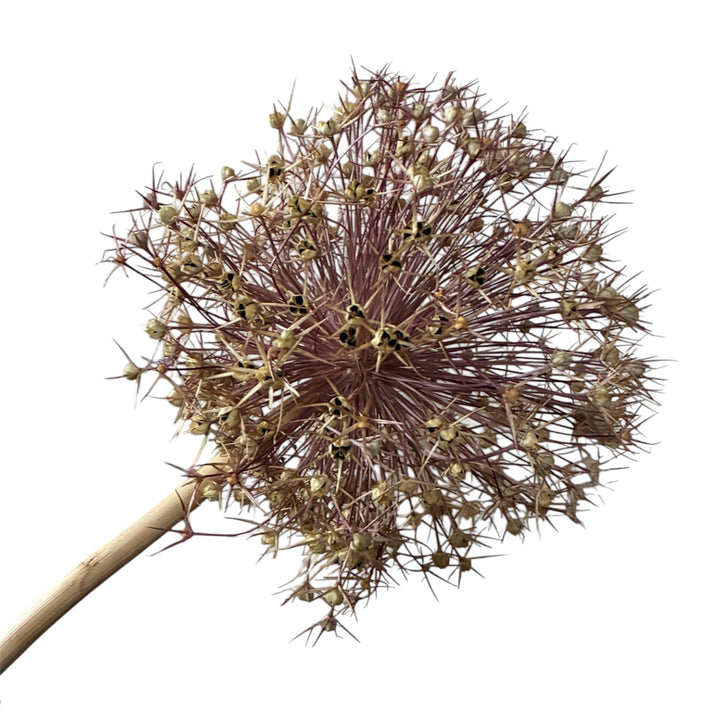 Detailed close-up showing the intricate natural starburst pattern of a 20cm dried Allium Schubertii head