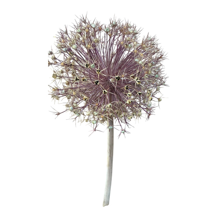 A single stem of dried natural Allium Schubertii displaying the full 20cm flower head and stem length.