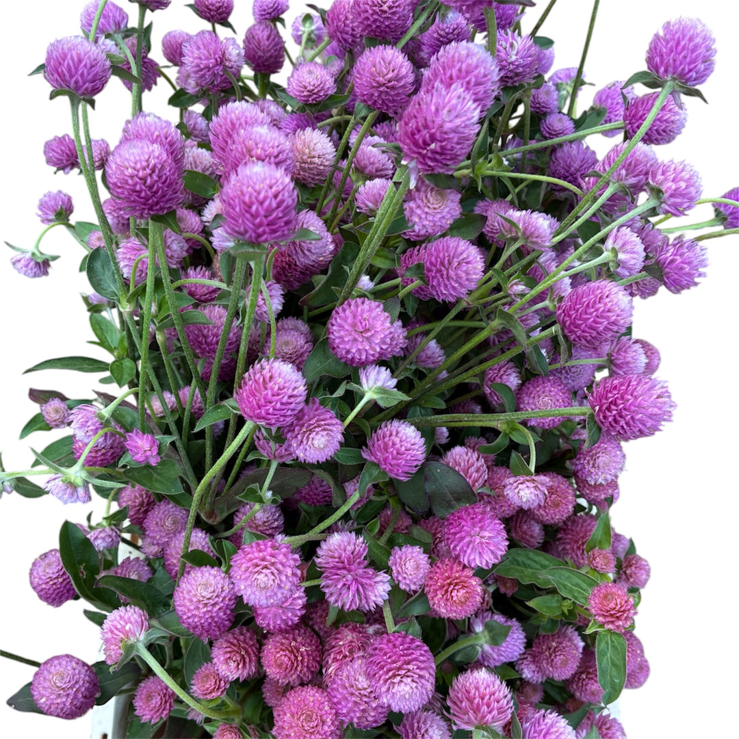Close-up of papery pink and mauve globe-shaped flower heads on dried Gomphrena stems.
