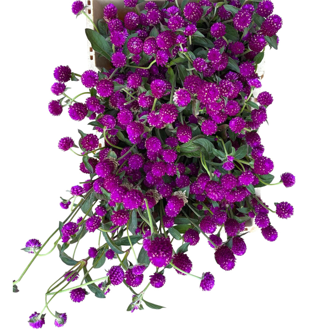 Close-up of papery deep purple globe-shaped flower heads on dried Gomphrena stems.