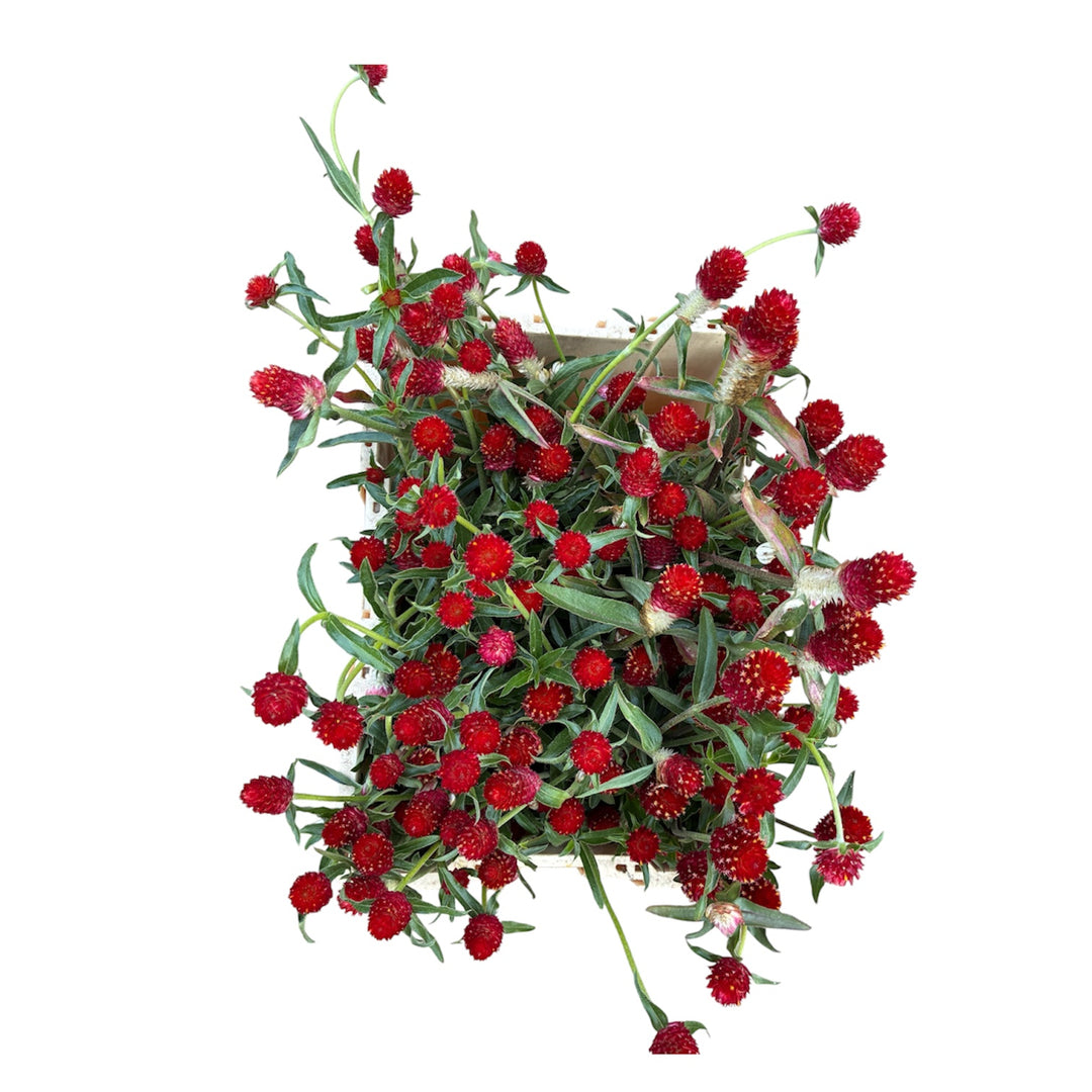 A dried bundle of red and orange UK-grown Gomphrena stems tied as a grower&