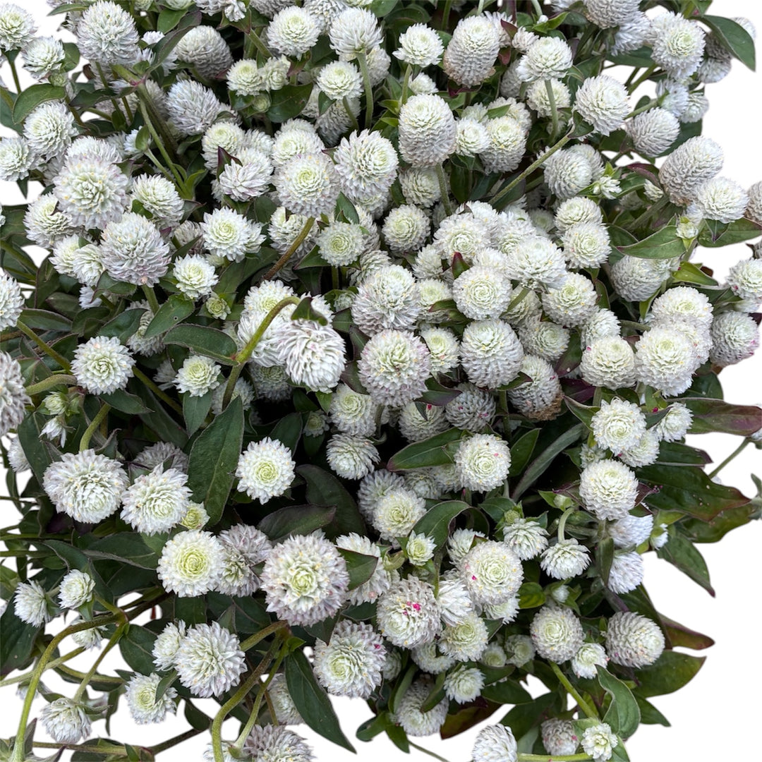 Close-up of papery white globe-shaped flower heads on dried Gomphrena stems.