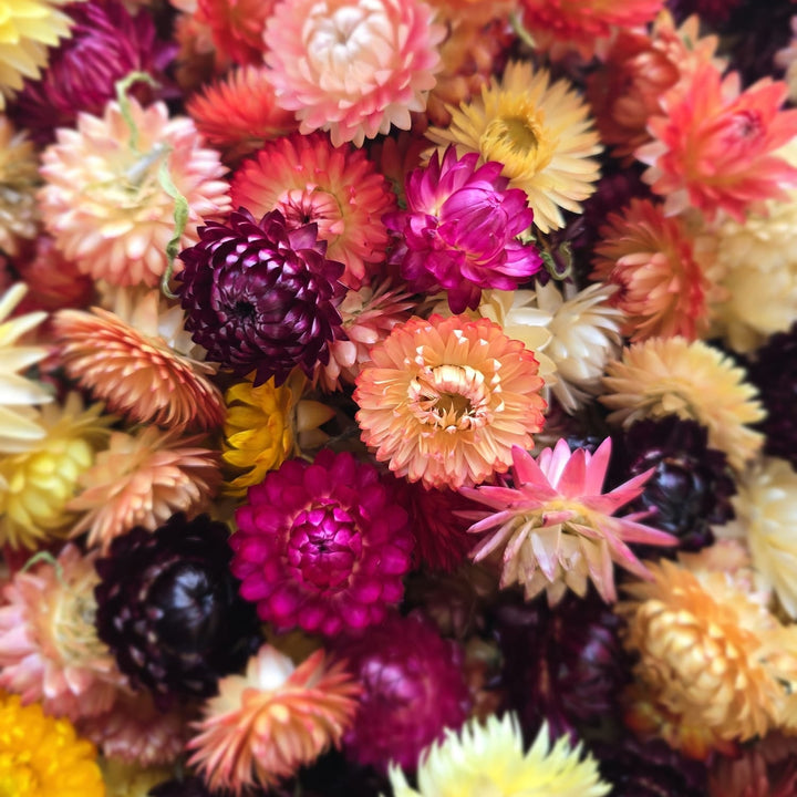 A group of loose dried assorted colour Helichrysum flower heads displayed together showing shape and variety.