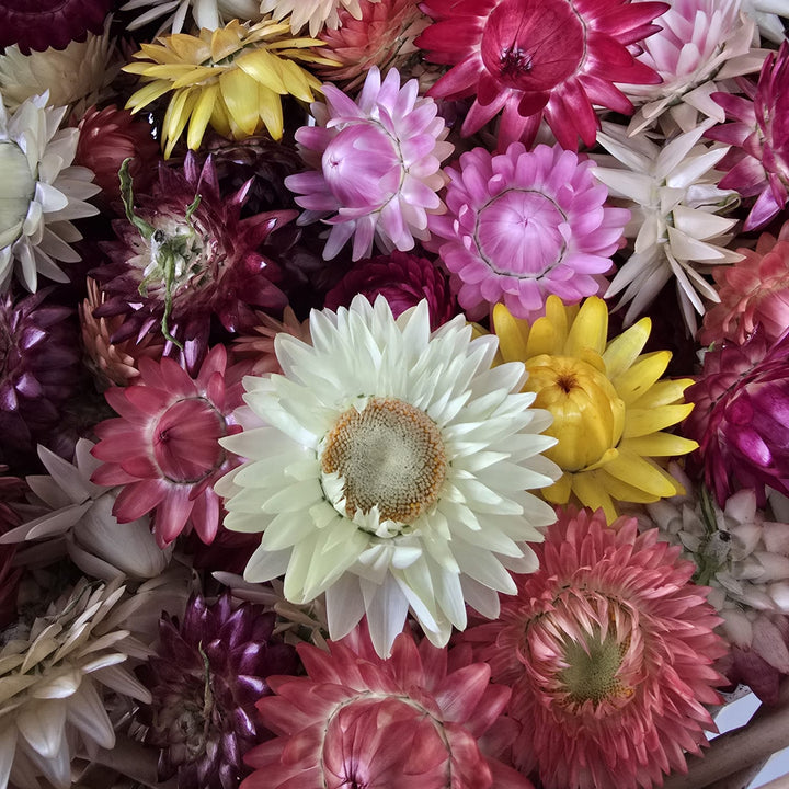 Overhead flat lay of assorted naturally dried Helichrysum strawflower heads showing a vibrant mix of white, pink, magenta, yellow, and peach papery blooms packed tightly together.