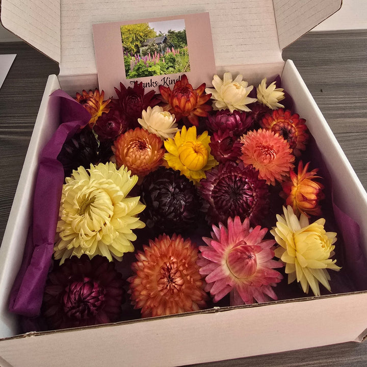 Open box of naturally dried Helichrysum strawflower heads showing a vibrant mixed palette of red, pink, yellow, and orange tones.